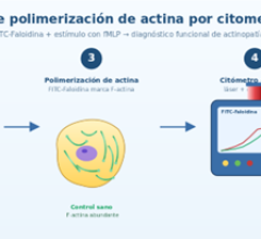 esquema_ensayo_polimerizacion