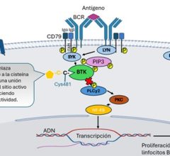 ibrutinib