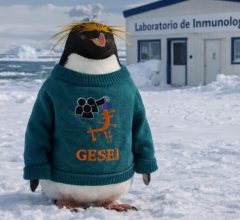 pinguino_gesei